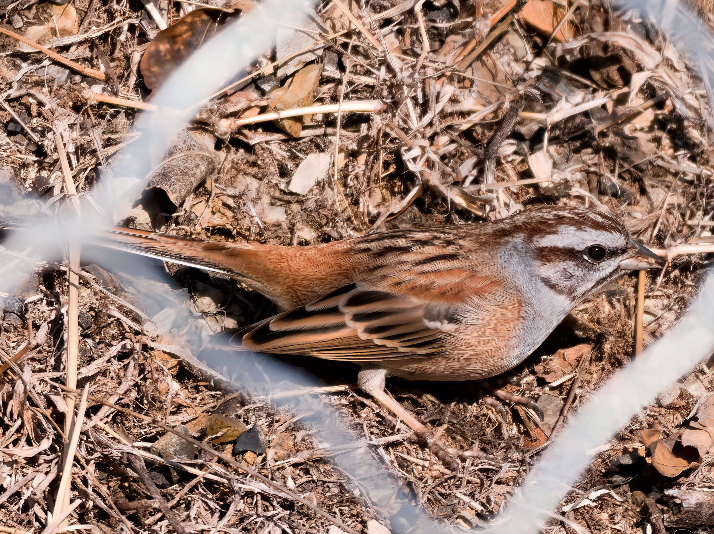 Image of Godlewski's Bunting