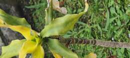 Image of fragrant dracaena