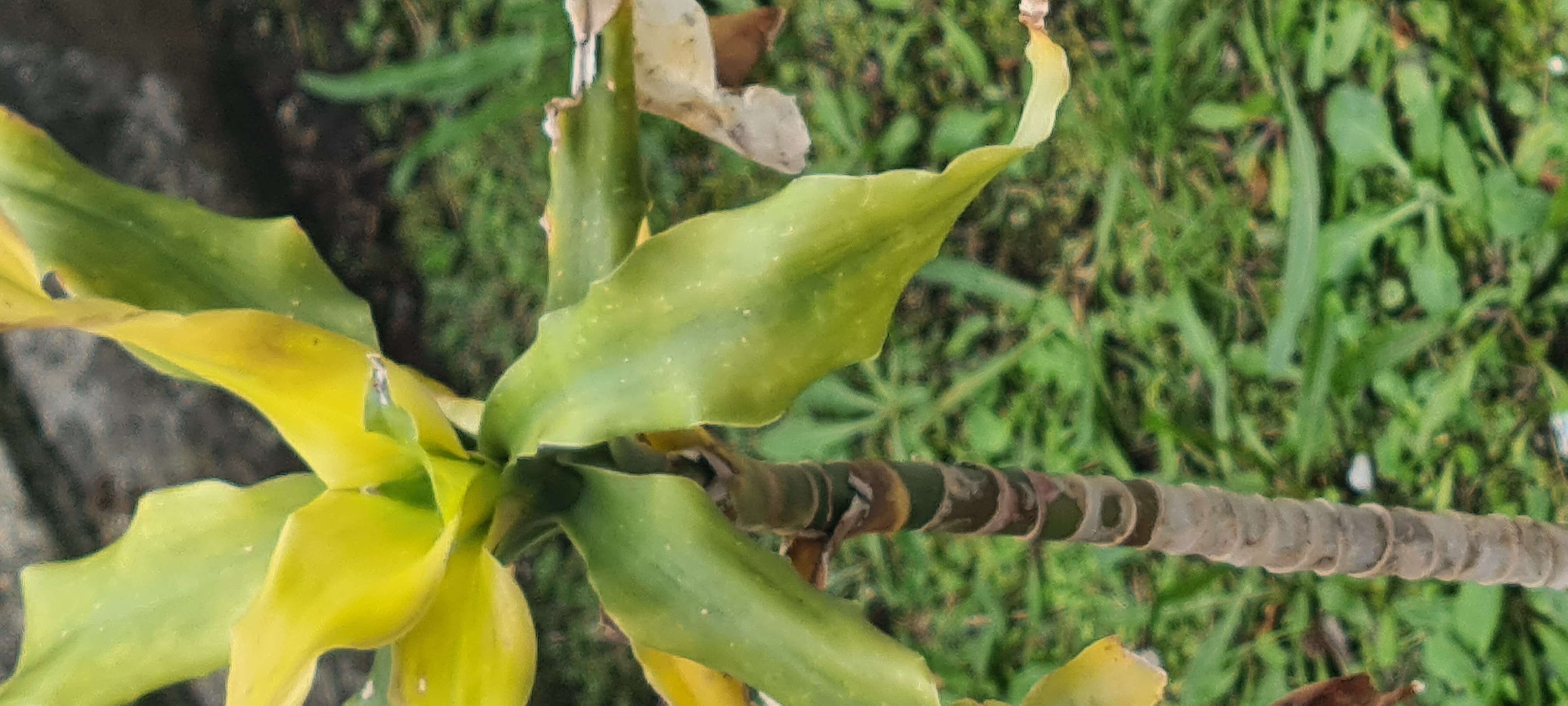 Image of fragrant dracaena