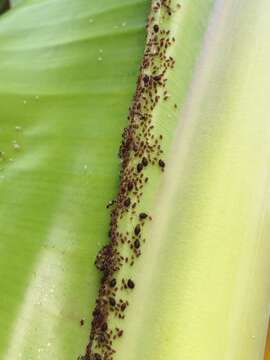 Image of Banana aphid