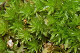 Image of atrichum moss