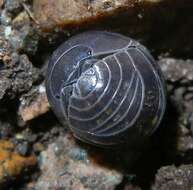 Image of Pill woodlouse