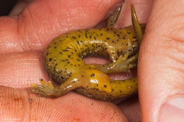 Image of Southern Torrent Salamander