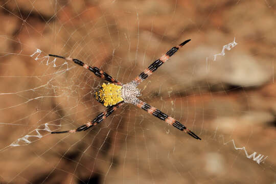 Image of Garden spider