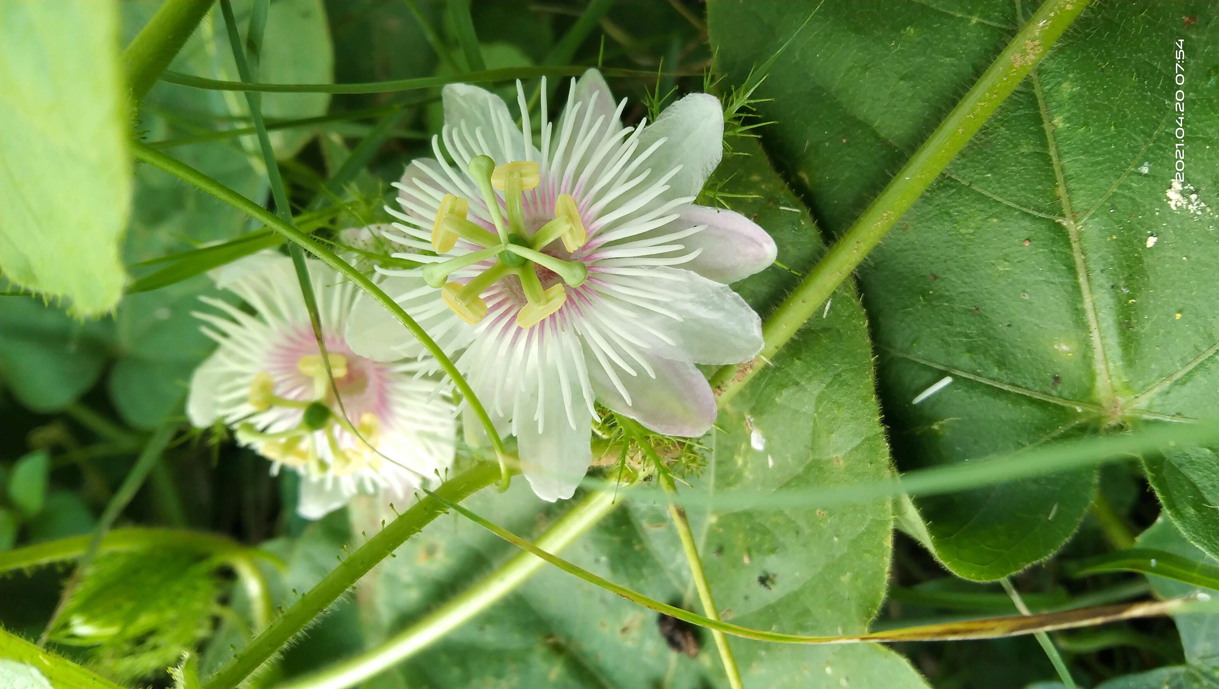 Слика од Passifloraceae