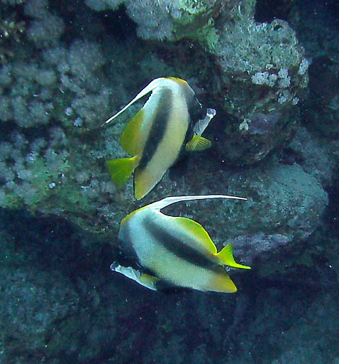 Image of Red Sea Bannerfish