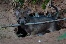 Image of golden jackal