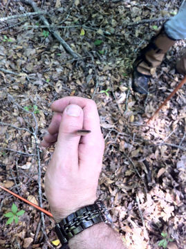 Image of Eastern Worm Snake