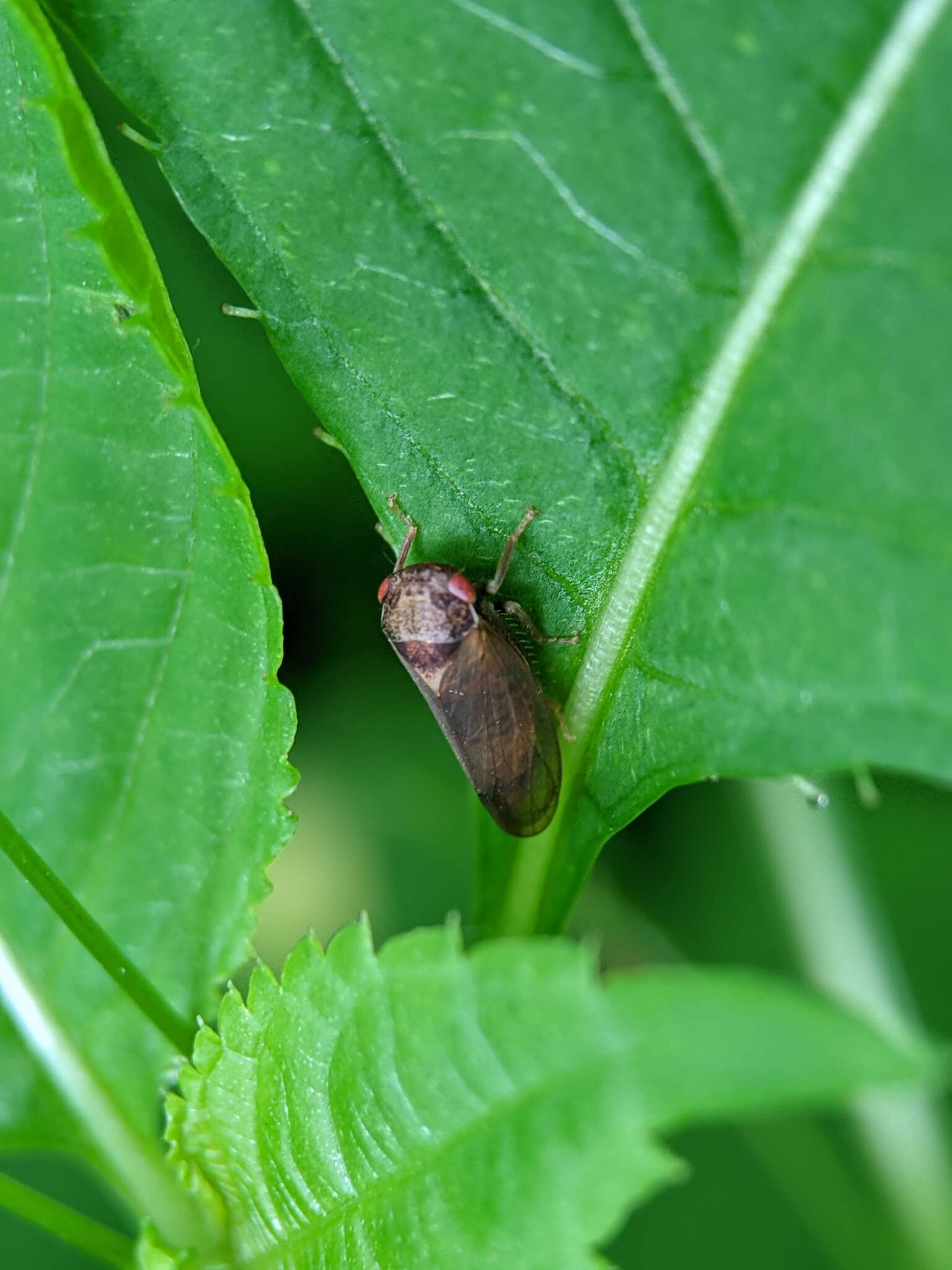 Image of Iassus lanio Linnaeus 1761