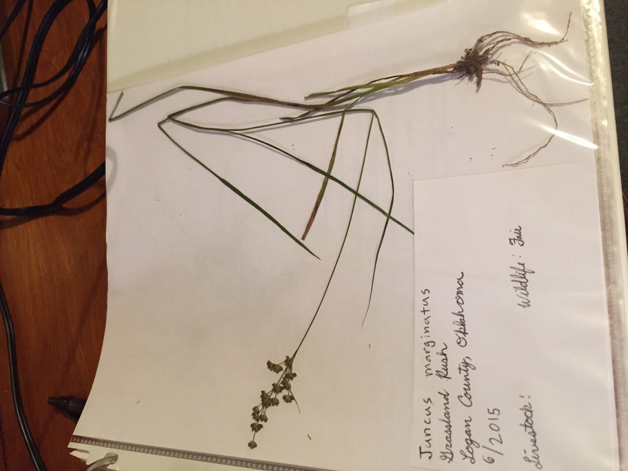 Image of <i>Juncus marginatus</i>