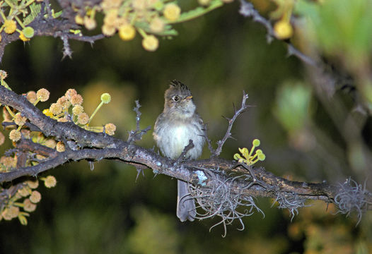Image of Pileated Flycatcher