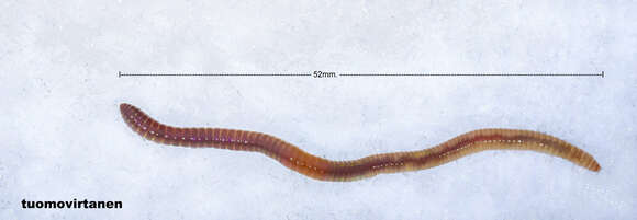 Image of Lumbricus Linnaeus 1758