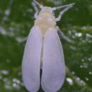 Image of Trialeurodes vaporariorum (Westwood 1856)