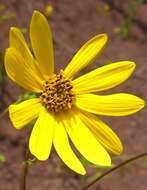 Слика од Helianthus hirsutus Rafin.