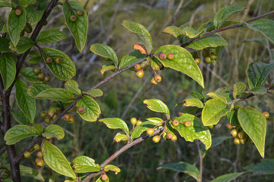 Слика од Cotoneaster bullatus Bois ex Bilm. & Bois