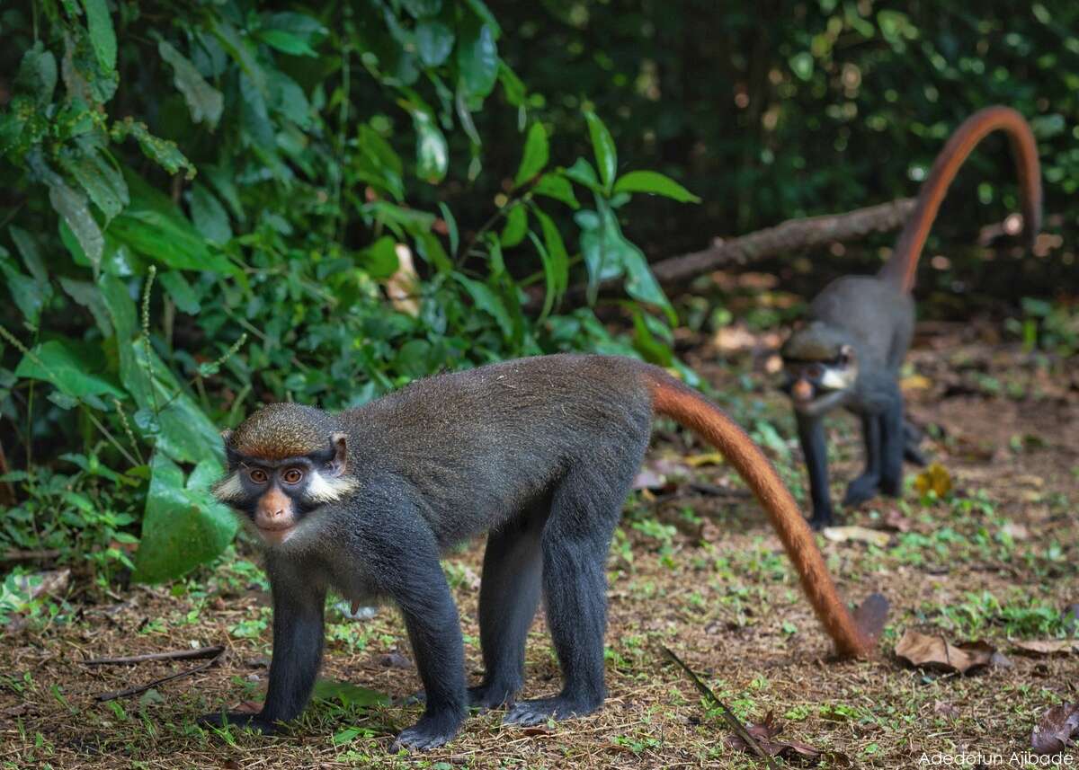 Слика од Cercopithecus erythrotis Waterhouse 1838