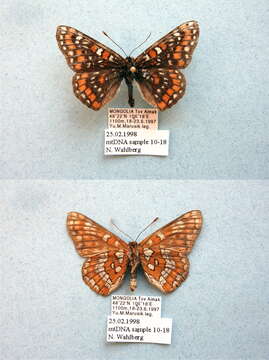 Image of Euphydryas maturna