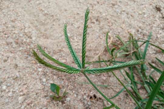 Eleusine indica (L.) Gaertn. resmi