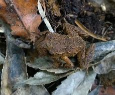 Image of Hochstetter's Frog