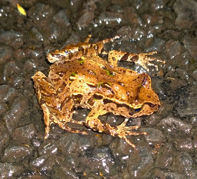 18.https www inaturalist org photos 2093479.580x360