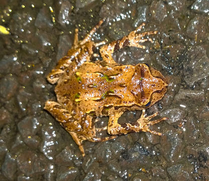 18.https www inaturalist org photos 2093480.580x360