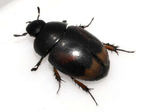 Image of Dung beetle