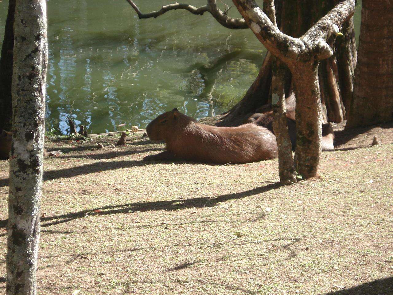 Image of Capybaras