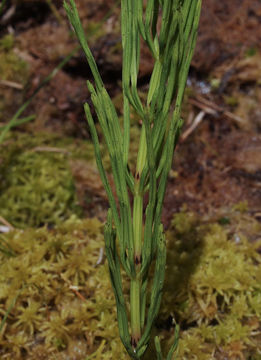 Image of <i>Equisetum palustre</i>