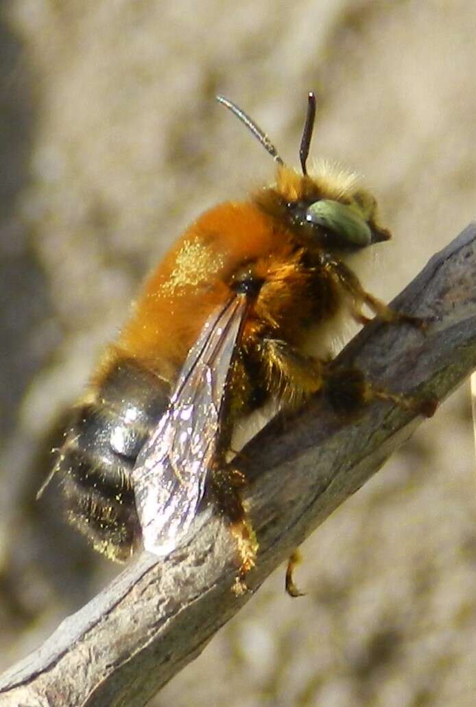 Image of Anthophora retusa (Linnaeus 1758)