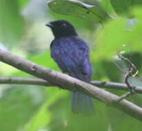 Image of Shining Drongo