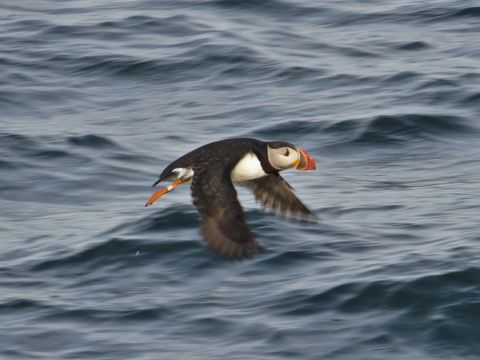 Image of Atlantic Puffin
