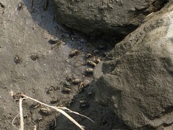 Image of Atlantic sand fiddler