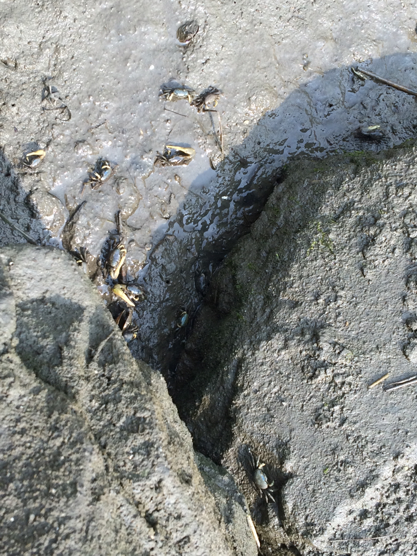 Image of Atlantic sand fiddler