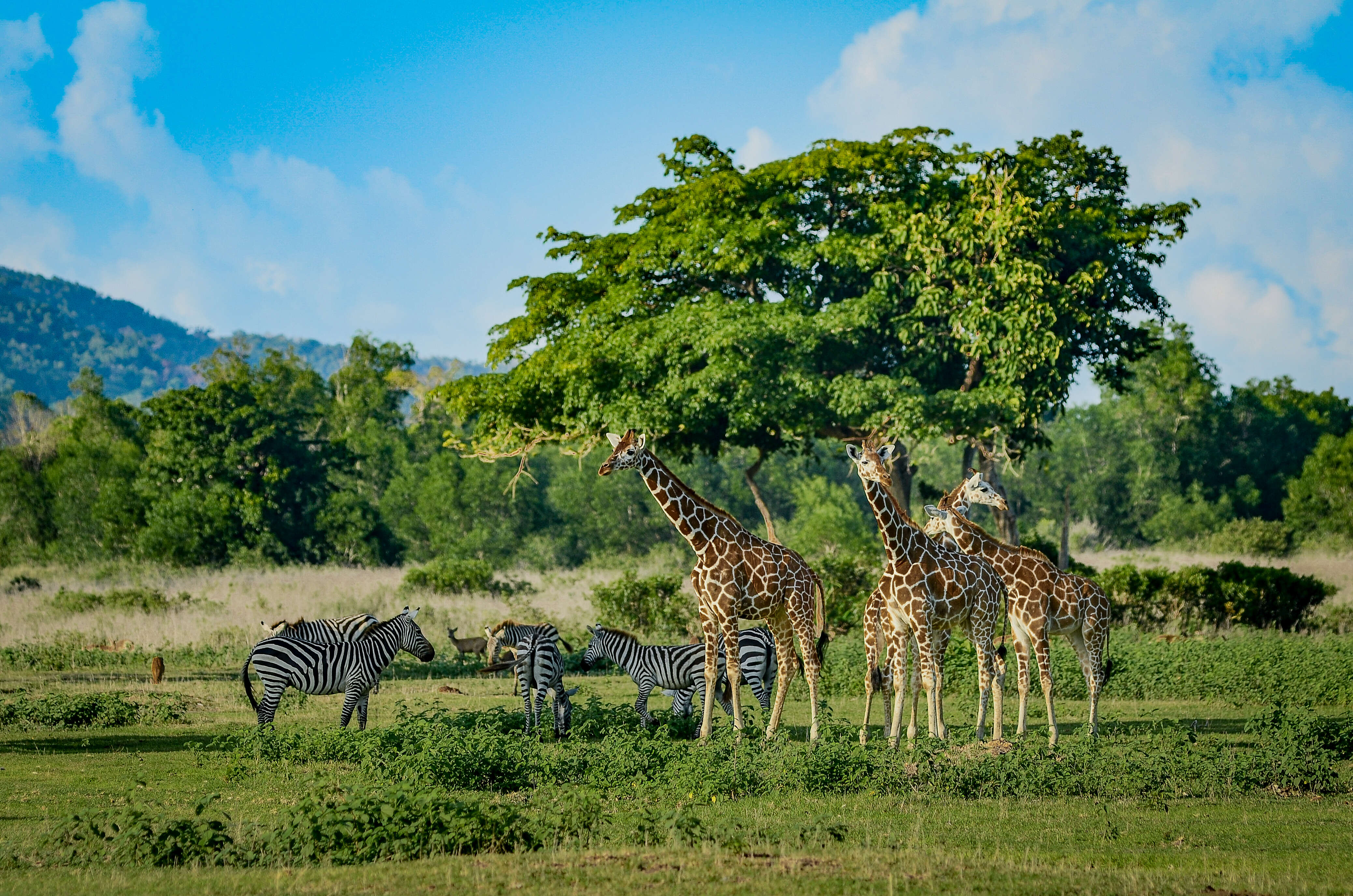 Plancia ëd Giraffa camelopardalis (Linnaeus 1758)