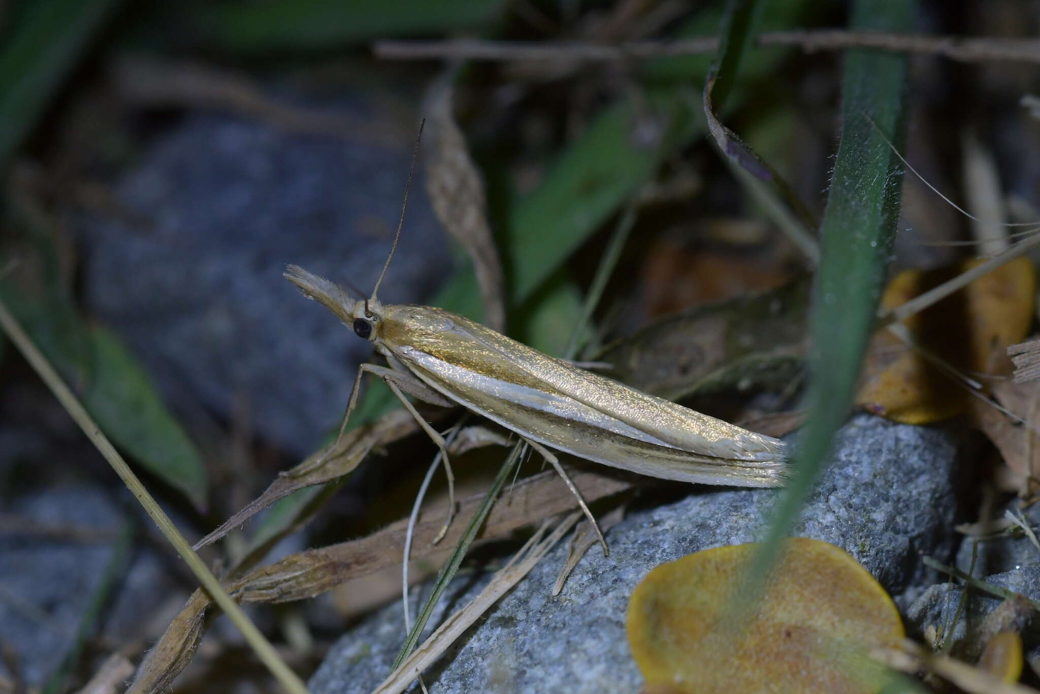 Image of Orocrambus simplex Butler 1877