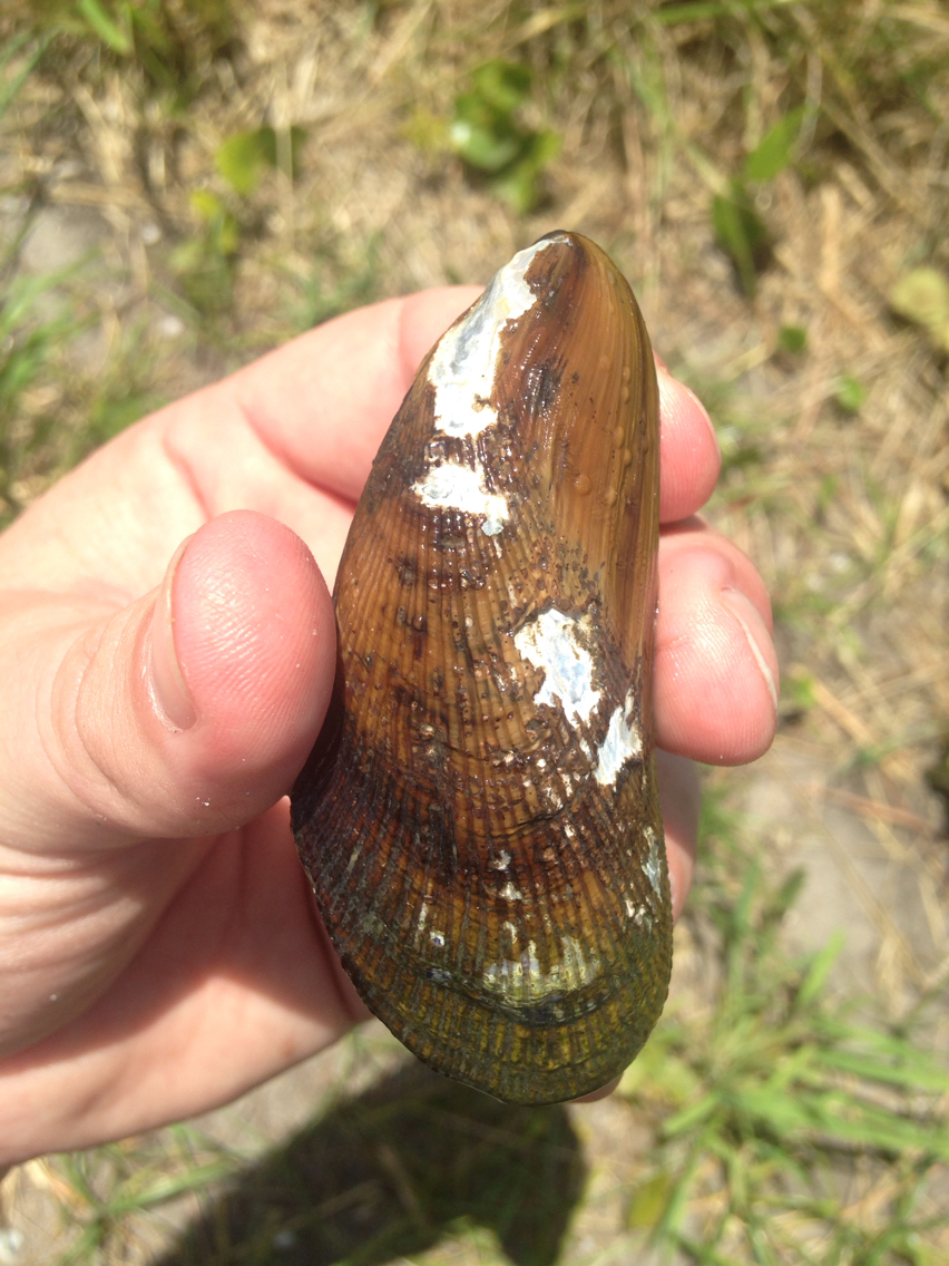 Image of ribbed mussel