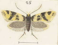 Image of Trachypepla lichenodes Meyrick 1884