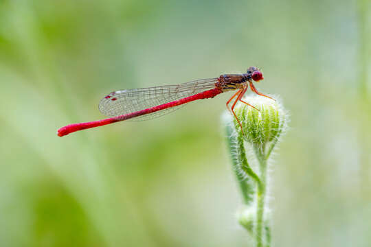 Image of small red damselfly