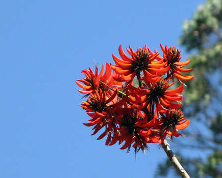 Image of Erythrina stricta Roxb.