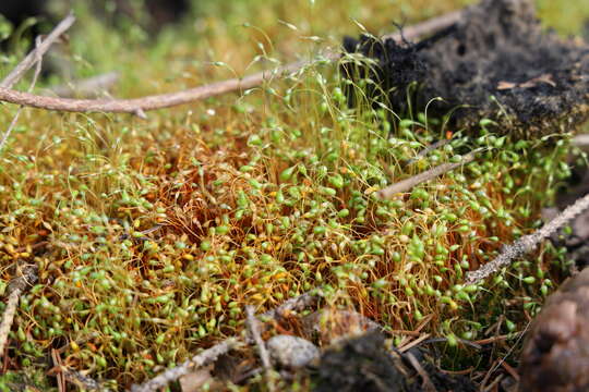 Image of Cord Moss