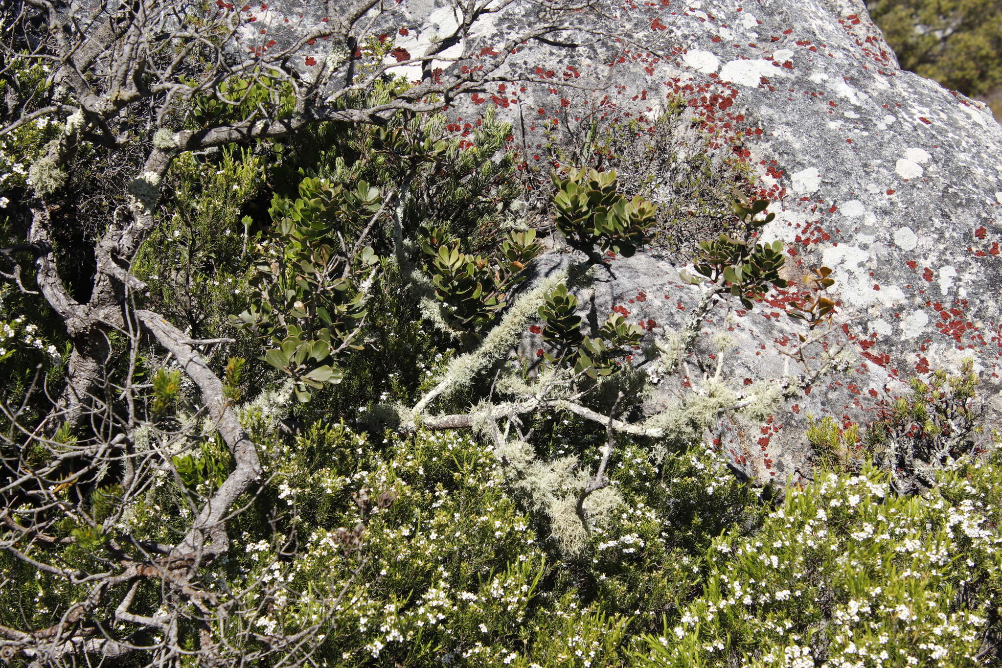 Image of Flavoparmelia soredians (Nyl.) Hale