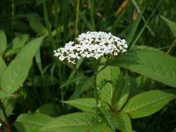 Image of Achillea collina J. Becker ex Rchb.