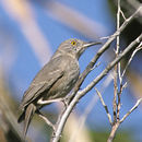 Image of Toxostoma bendirei (Coues 1873)