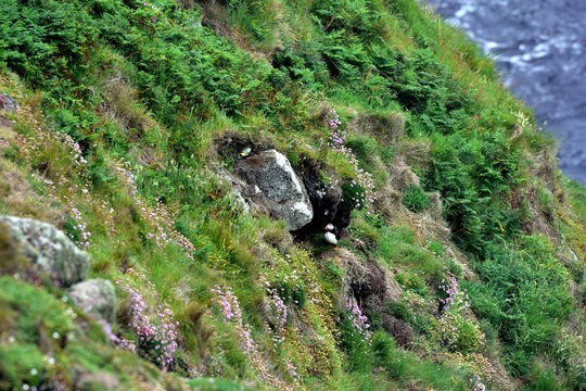 Image of Atlantic Puffin
