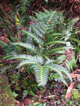 Image of simpler hollyfern