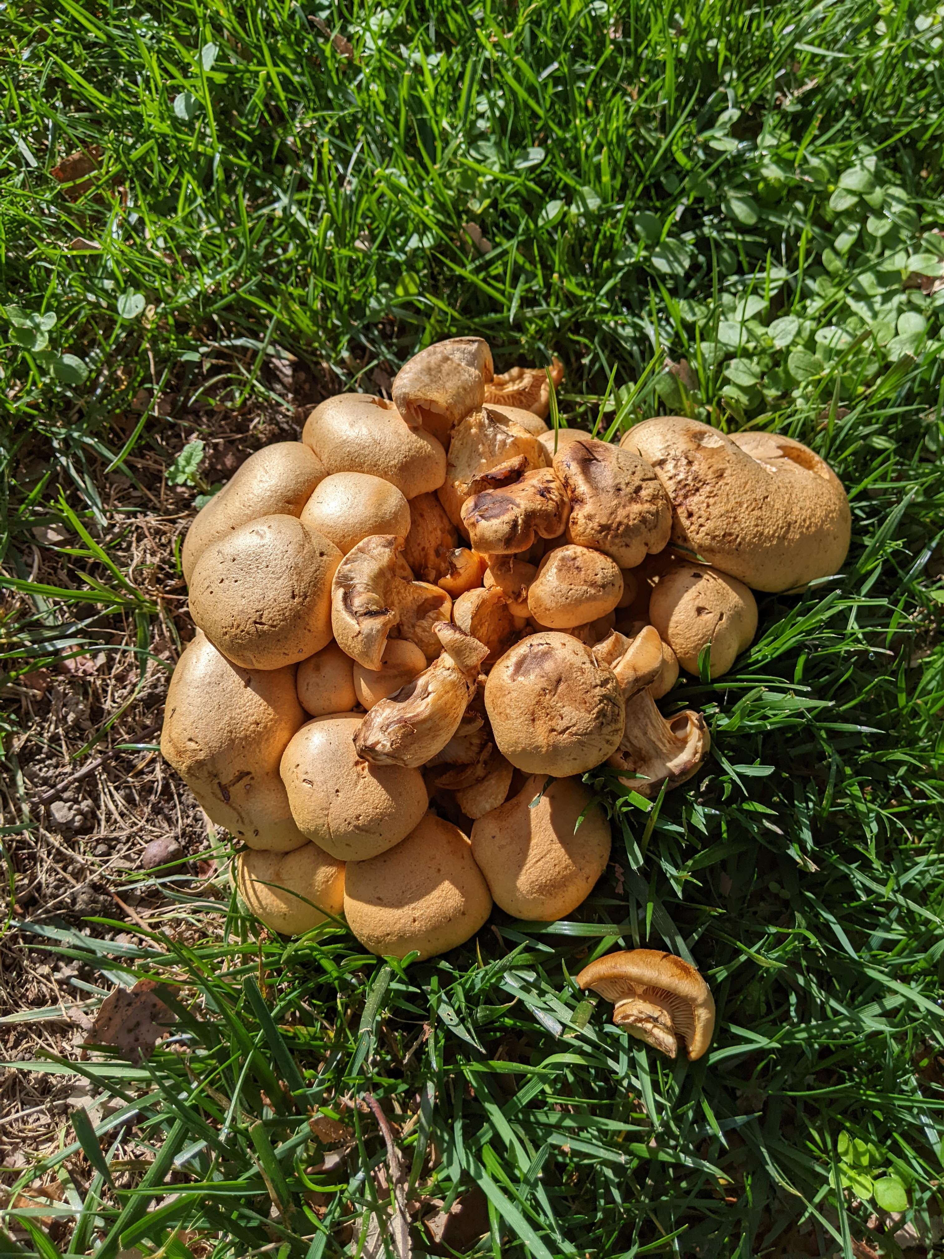 Image of Gymnopilus