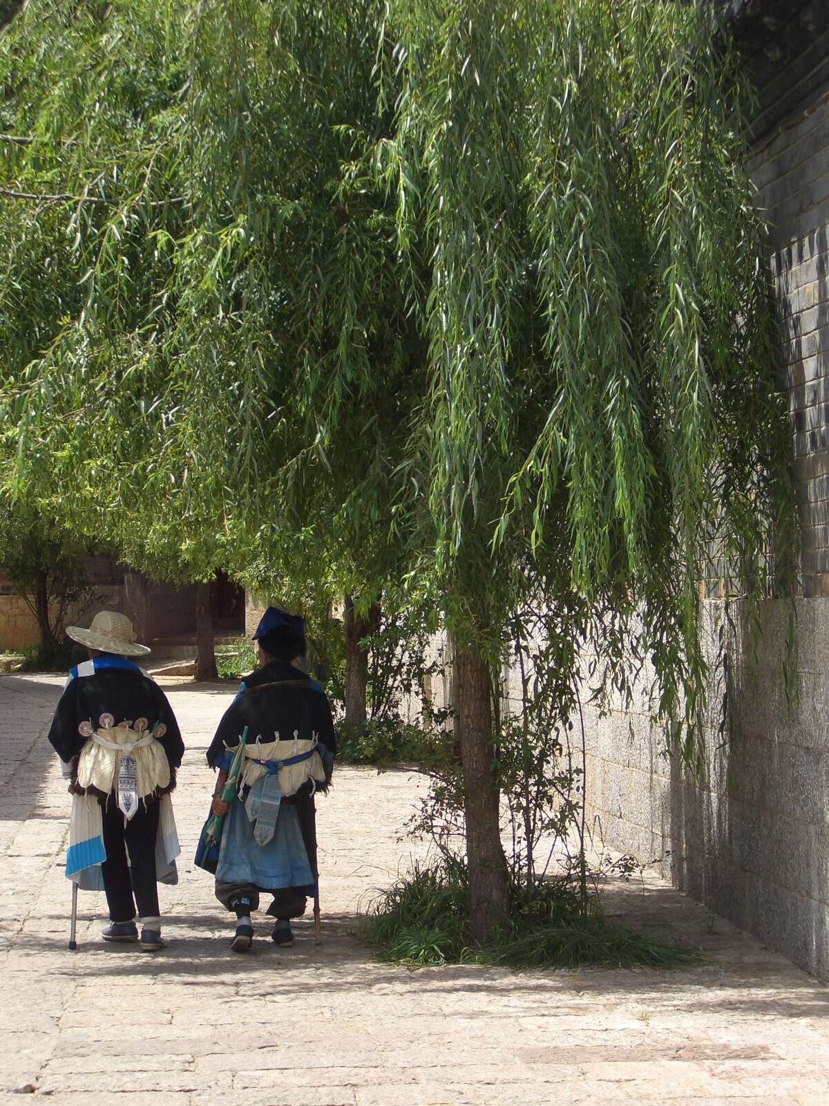 Image of Peking Willow