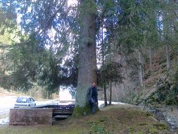 Image of <i>Picea abies</i>