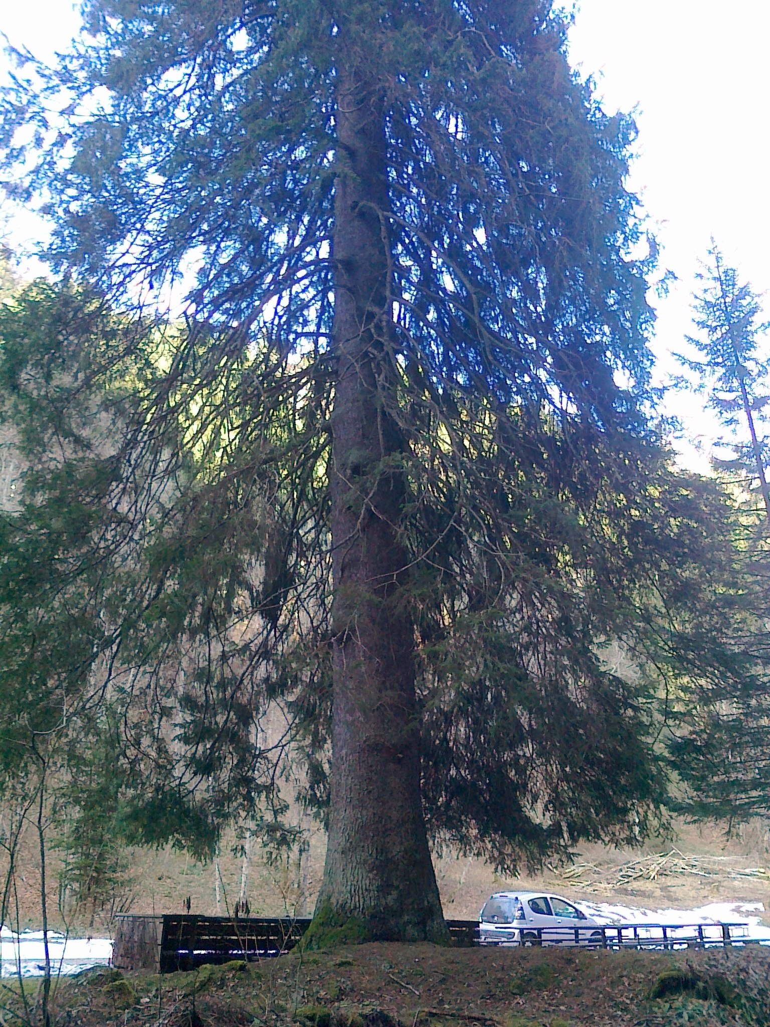 Image of <i>Picea abies</i>