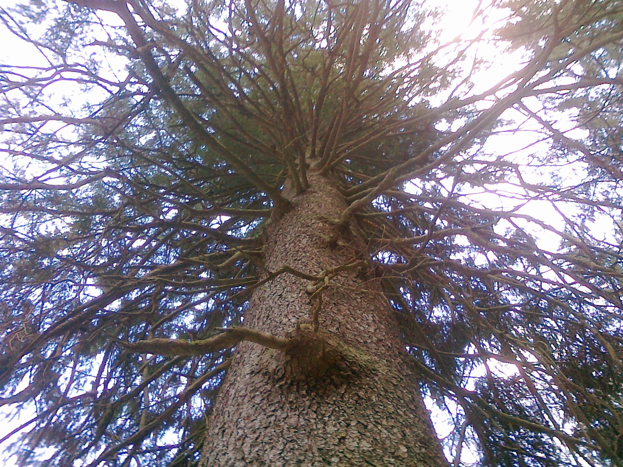 Image of <i>Picea abies</i>